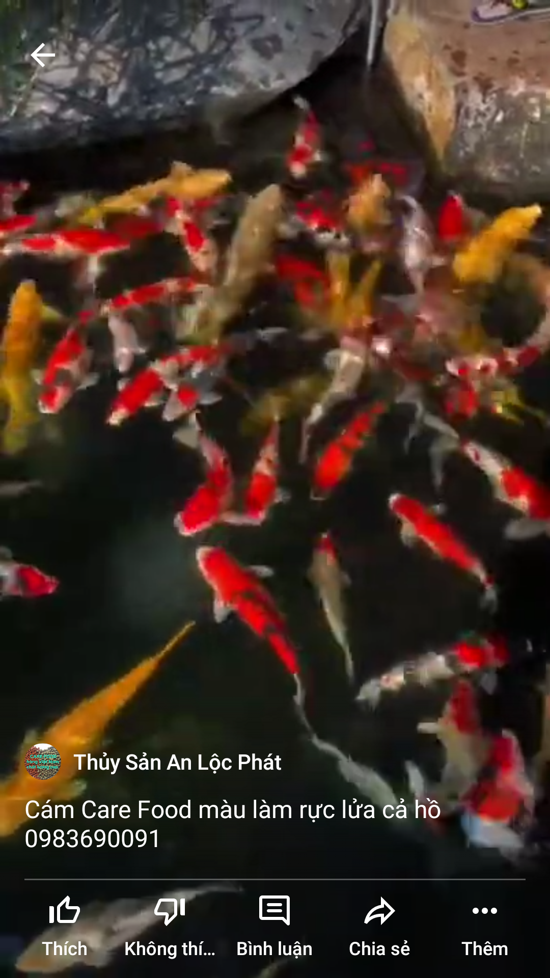 THỨC ĂN CÁ CARE FOOD CHO Cá Koi