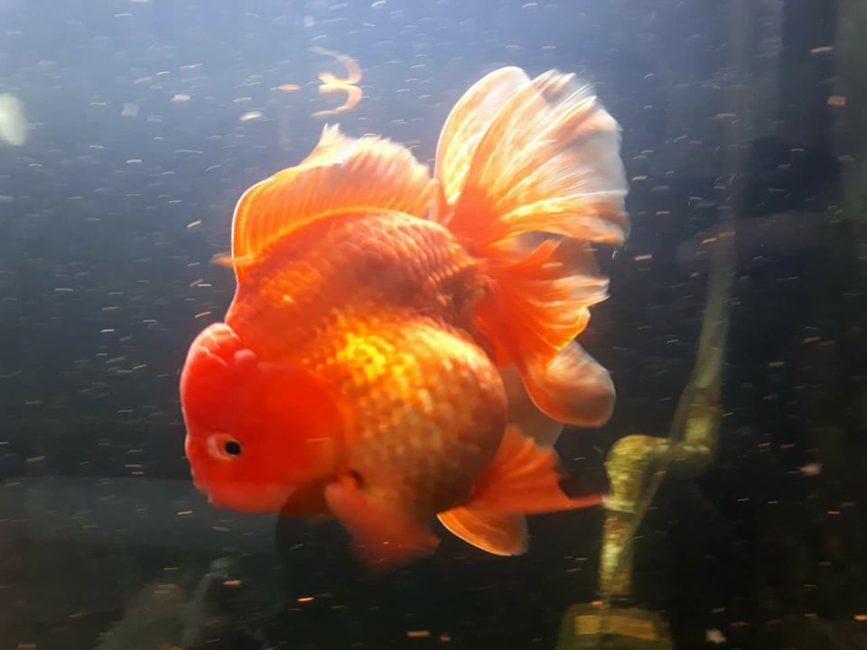 Cá Vàng mê CÁM CARE FOOD CHÊ TRÙNG 