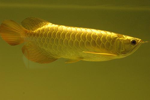Cá rồng kim long bối đầu vàng